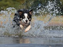 border collie