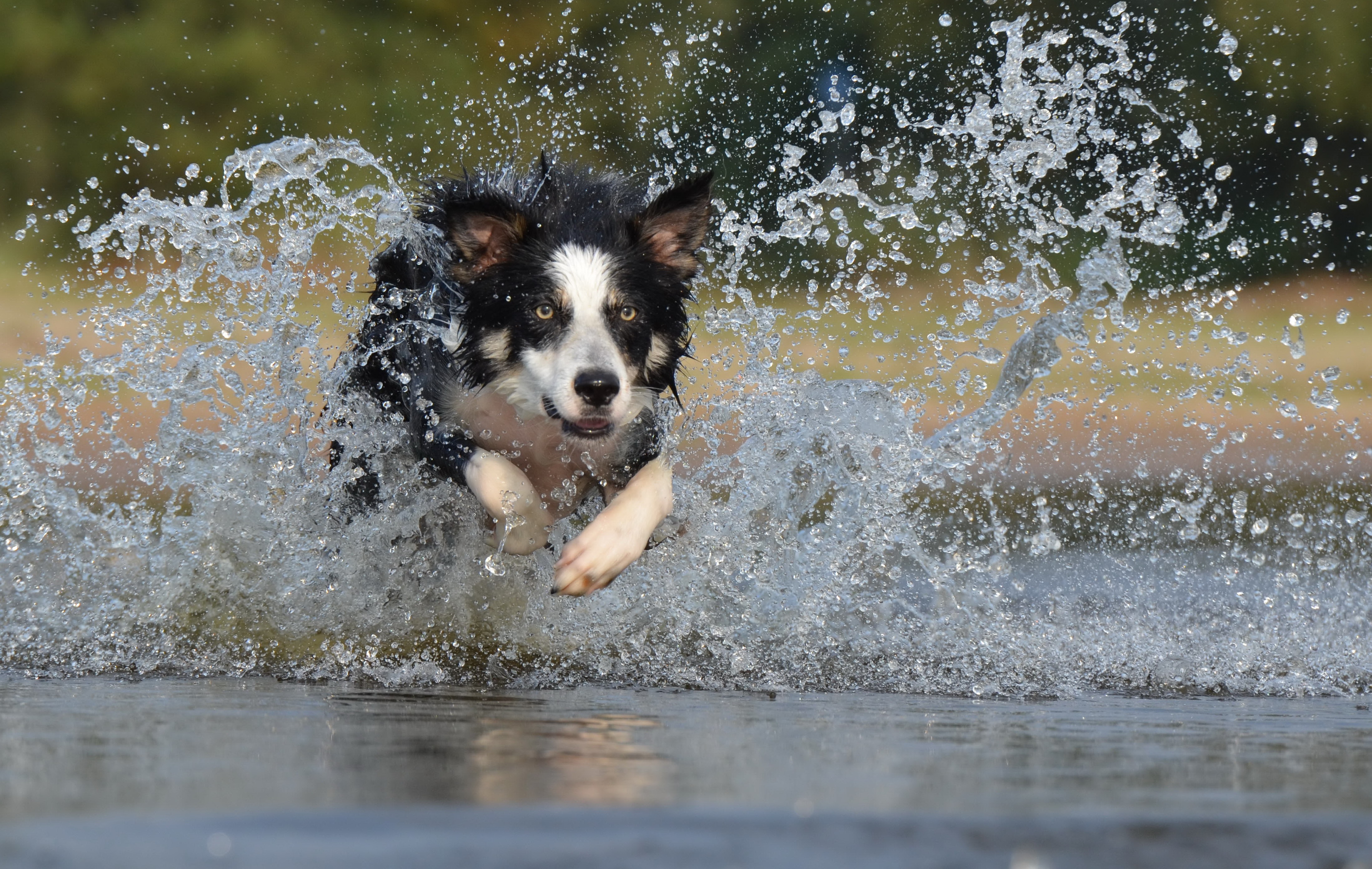 border collie