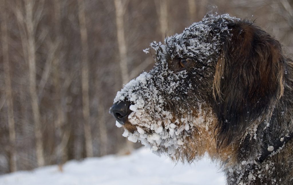 chien neige