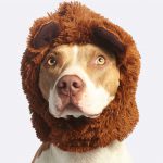déguisement chien